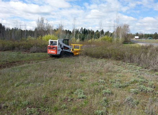 Bobcat-Brushing